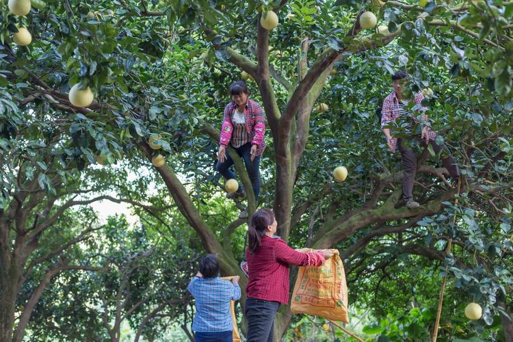 百年坪山柚開放全民認養 世界四大名柚，值得珍藏的甜蜜之選